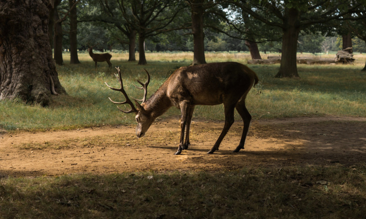 SNIMAK NEOBIČNOG INCIDENTA: Jelen napao vozača skutera u Zagrebu! (VIDEO)