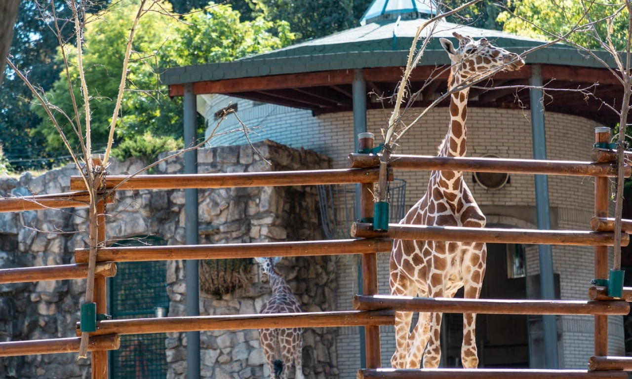 PRAŠINA zbog PRESELJENJA ZOO VRTA se ne spušta: Javnost je podeljenja, EVO ŠTA KAŽU STRUČNJACI