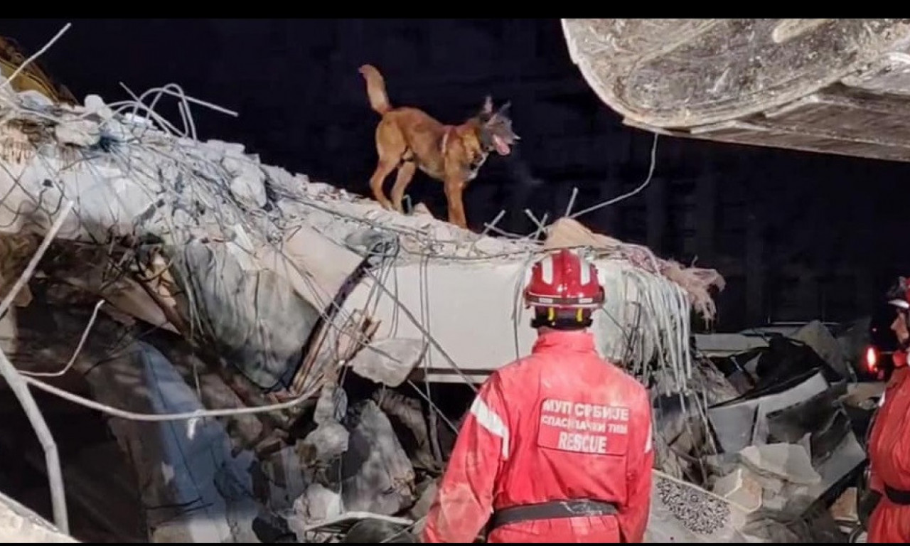 IZ BEOGRADA STIŽE PAS ZIGI! Tražiće nestalu Danku! Pas koji je tražio ljude u ruševinama u Turskoj, kreće večeras u BOR
