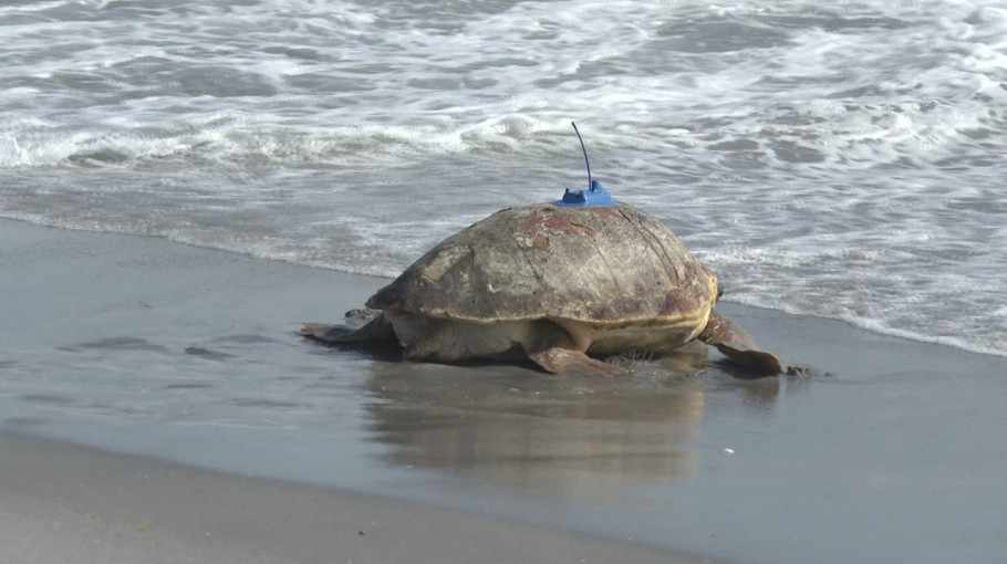 Glavata morska kornjača sa uređajem za praćenje