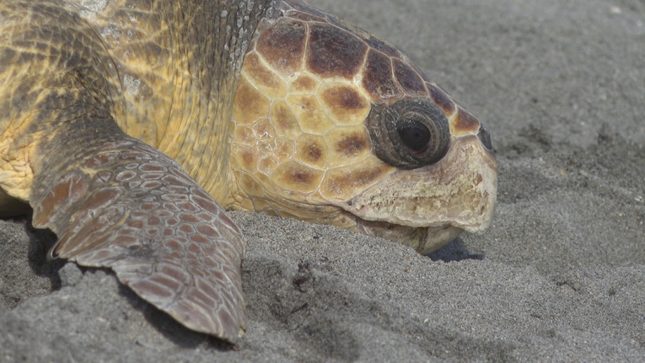 Glavata morska kornjača Roki