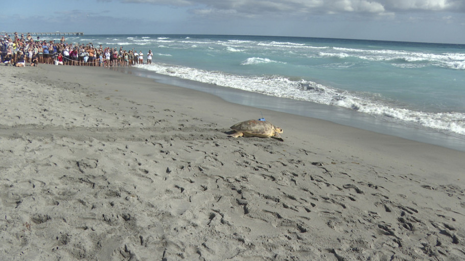 Glavata morska kornjača vraćena u okean