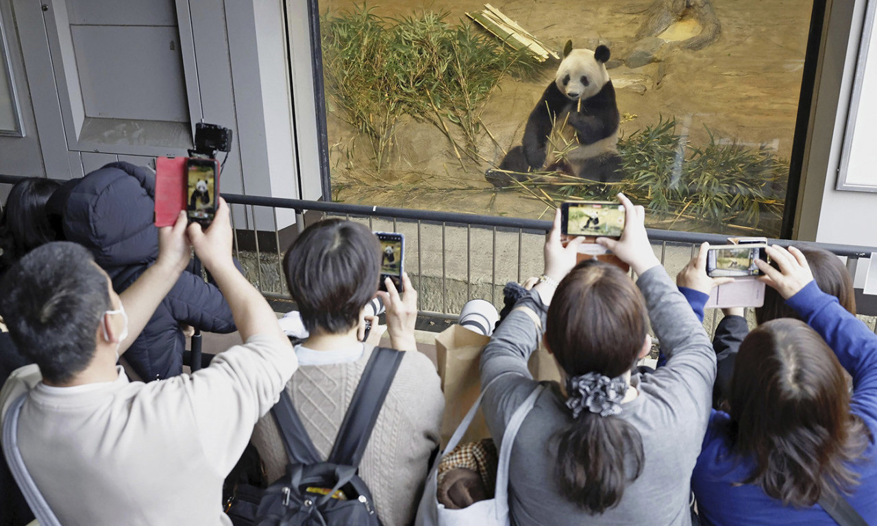 Japanci se u SUZAMA RASTAJU od pande Sjang Sjang, ULAZNICE za zoo vrt deljene PUTEM LUTRIJE