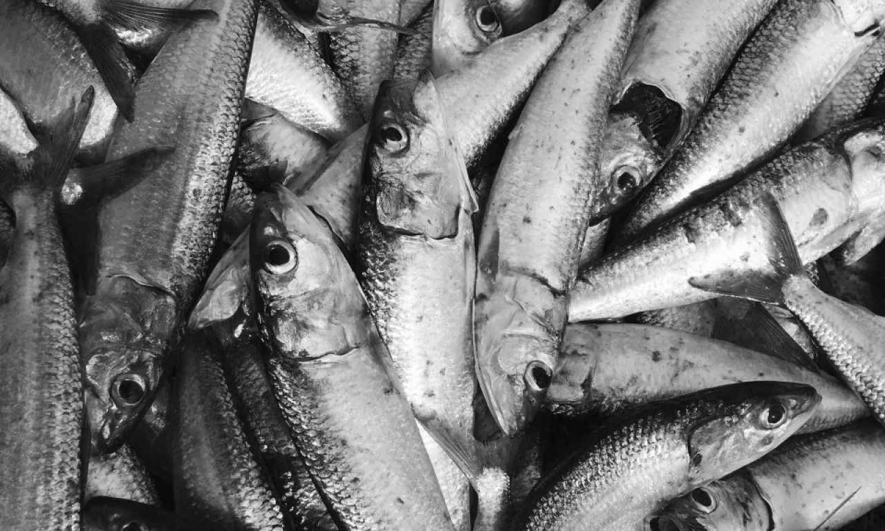 Umesto KIŠE sa neba padali SMUĐEVI: ČUDNA POJAVA u Australiji se ne dešava prvi put