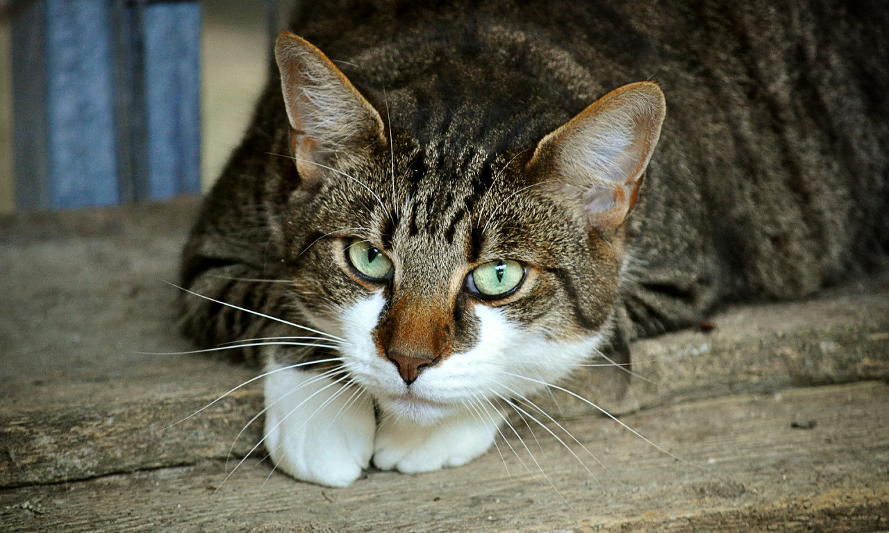 Mačke krive za NESTANAK DVE TREĆINE sisara u Australiji