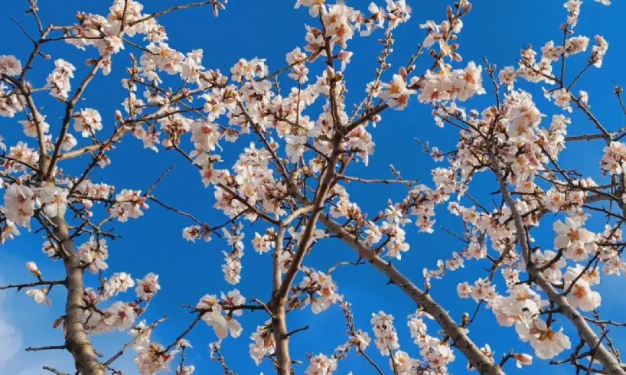 Zbunio se BADEM u Topoli: Drvo PROCVETALO kao da je PROLEĆE u punom jeku