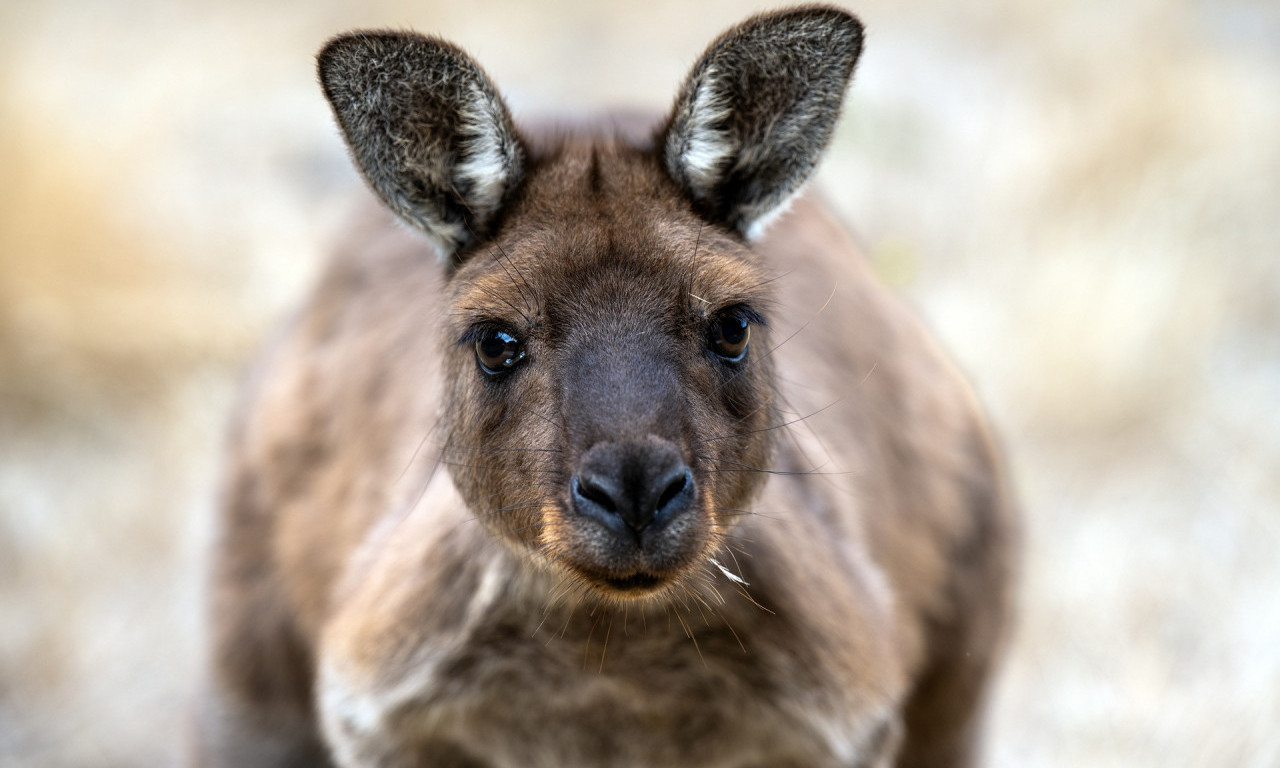 Kengur NAPAO ženu u Australiji, koja je pokušala da POMOGNE MLADUNČETU uhvaćenom u bodljikavoj ogradi