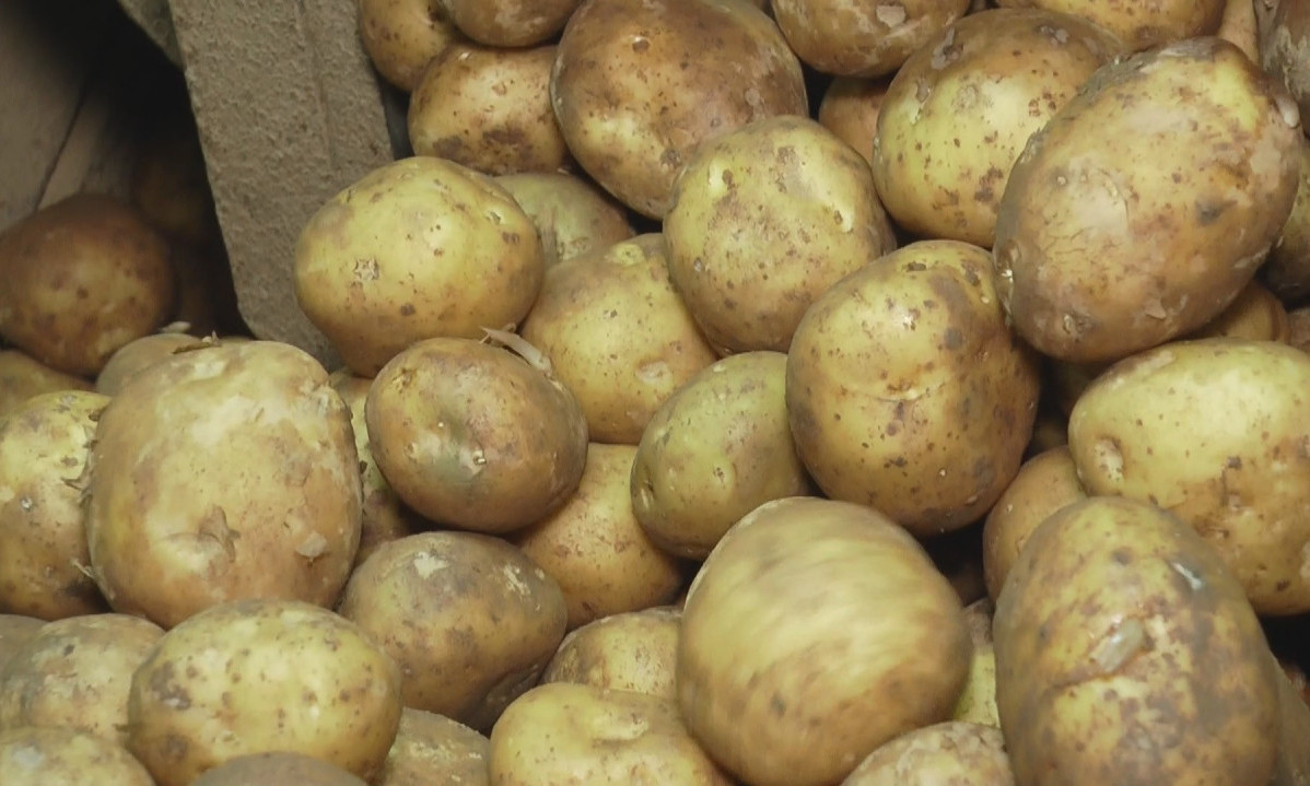 Zabranjen uvoz 27 tona krompira u BiH poreklom iz Egipta:  Utvrđeno da je zaražen i nebezbedan