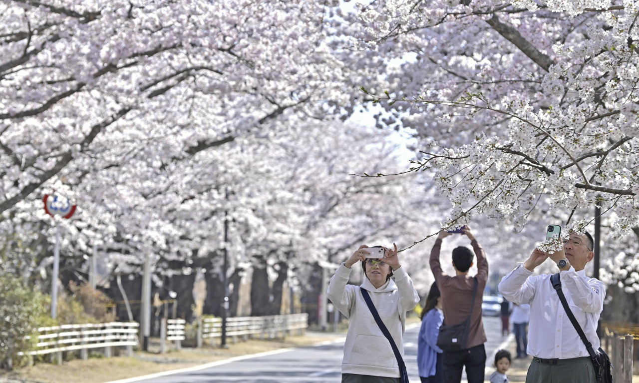 JAPAN otvorio delove grada blizu FUKUŠIME: CVETAJU TREŠNJE, ali ljudi više NE ŽELE DA SE VRATE