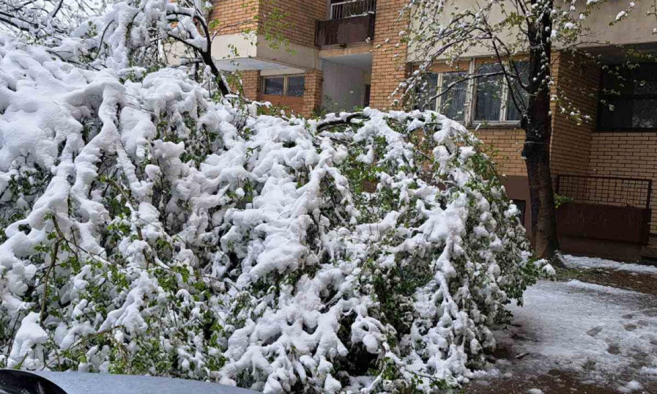 Sneg napravio probleme: Na Karaburmi zbog stabla obustavljen saobraćaj, otežale GRANE opasne po PEŠAKE i vozila