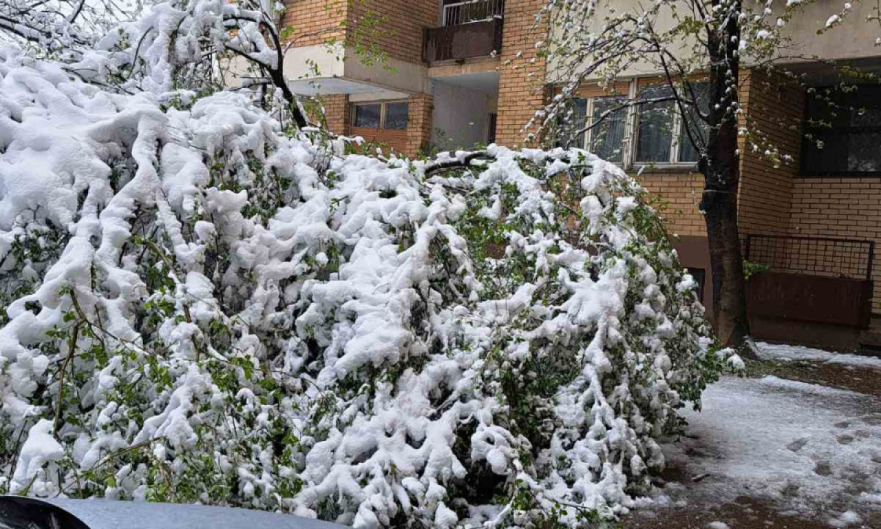 Sneg napravio probleme: Na Karaburmi zbog stabla obustavljen saobraćaj, otežale GRANE opasne po PEŠAKE i vozila