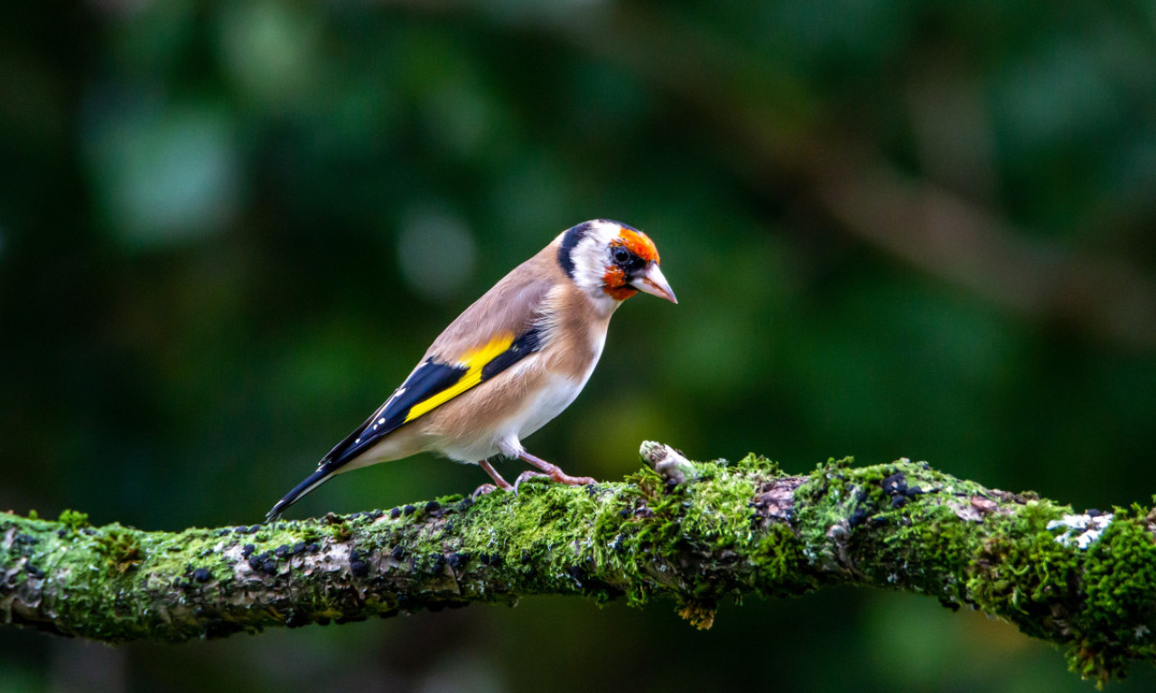 Jagodinac držao ŠTIGLIĆA u kavezu, pa dobio KRIVIČNU PRIJAVU