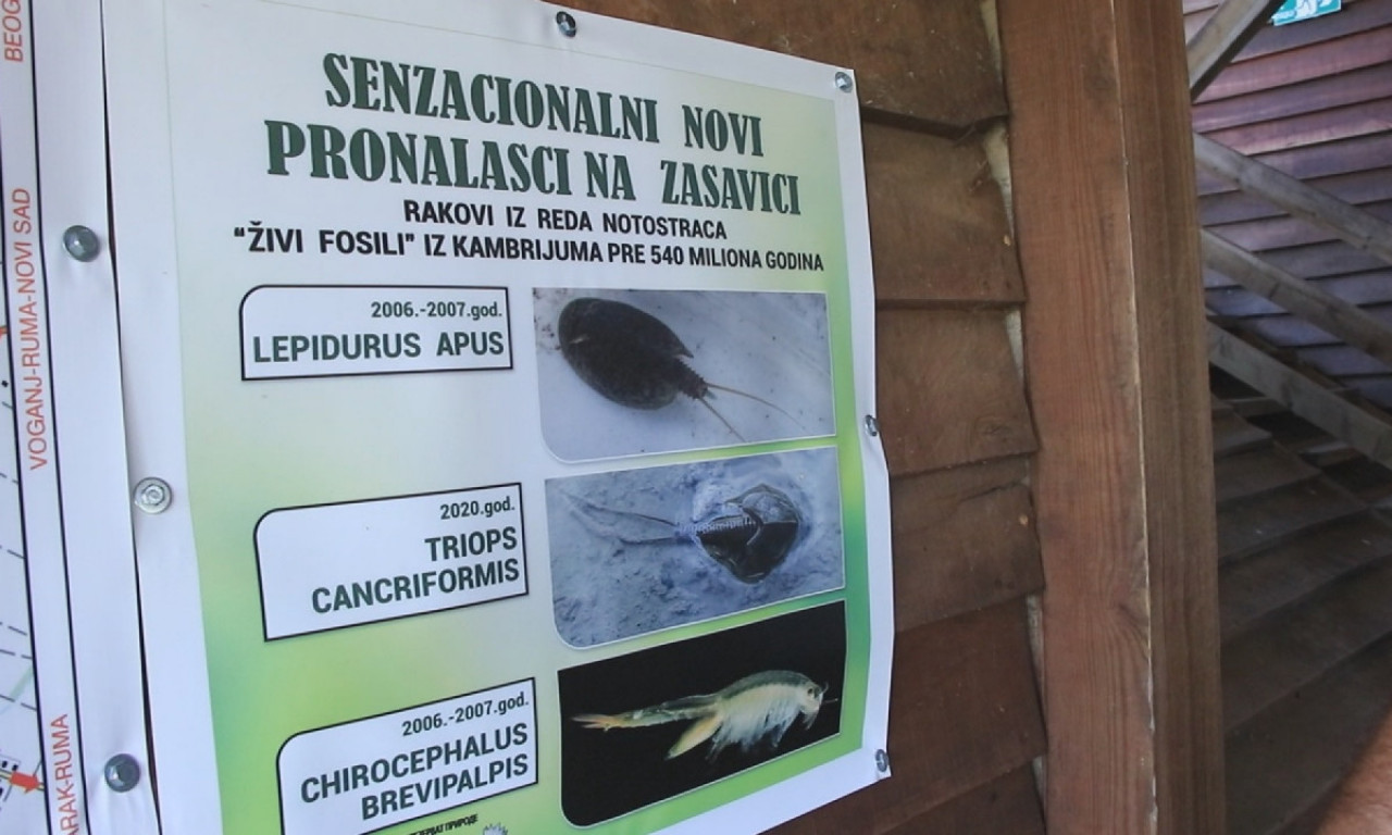 U Srbiji pronađeni RAKOVI stariji od DINOSAURUSA: Nastanjuju BARE i močvare našeg ČUVENOG rezervata