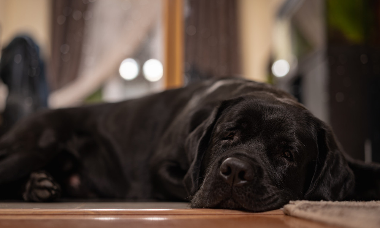 Optužili PSA da je POJEO 100 GLAVICA KUPUSA: Tražili od POLICIJE da mu uzme OTISKE ŠAPA