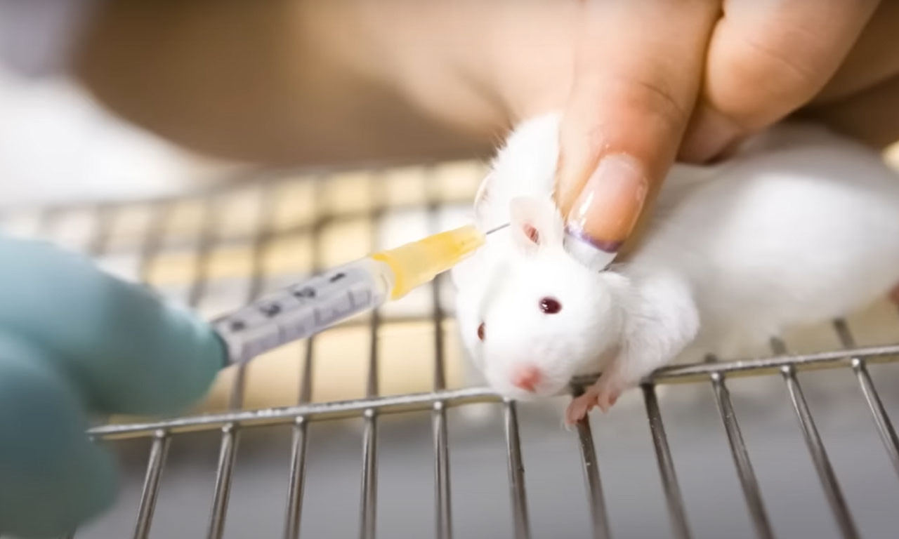 LAŽNA NADA ili REVOLUCIJA: Naučnici IZLEČILI miševe od RAKA DOJKE za dve nedelje