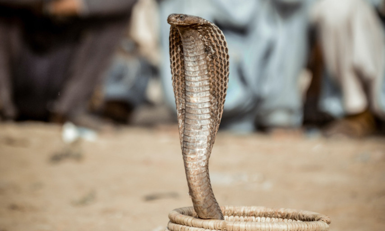 Kobra UJELA DEČAKA, pa ujeo i on nju: Dete je PREŽIVELO, ali ZMIJA NIJE
