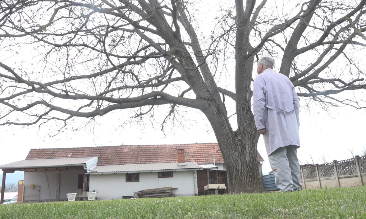 NAJVEĆI ORAH na Balkanu raste u Ljubić polju: Momir ga posadio pre 36 godina i izrastao je u PRAVOG GOROSTASA