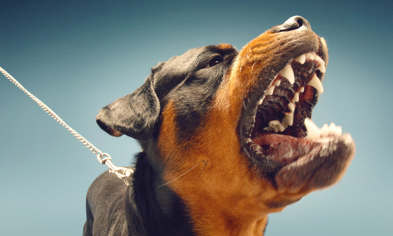 JEZIVA SCENA U RESNIKU! Vlasnički pas RASKOMADAO drugog - meštani u PANICI: "Ovde šetamo sa DECOM, napadaće još" (FOTO)