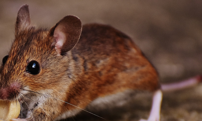PACOV OTKRIO VIŠE OD 100 MINA: Ronin u Kambodži postavio novi Ginisov rekord