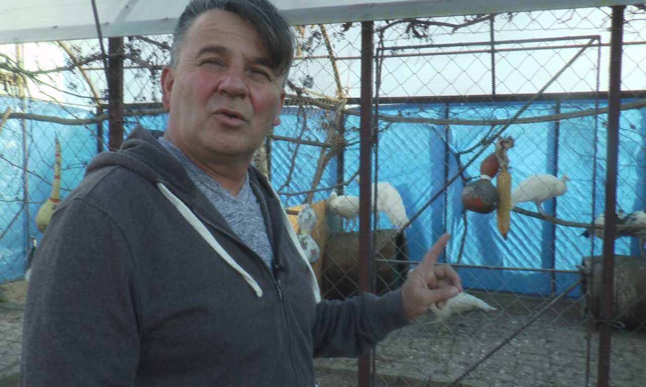 Dragan je hobi pretvorio u BIZNIS: Gaji najlepše PTICE, a ni na zaradu se NE ŽALI