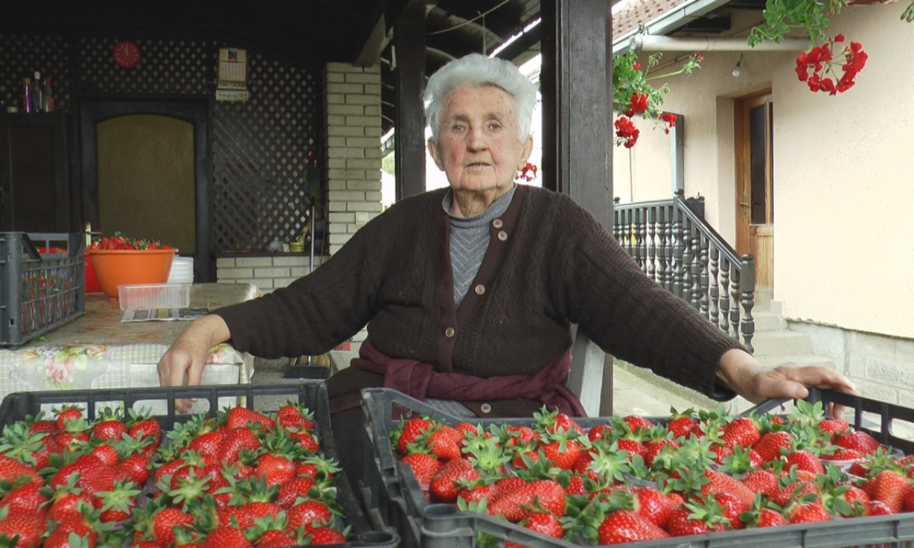 KRUPNE kao ŠOLJICA za kafu: Ove JAGODE donose Borišićima PRVI novac u godini