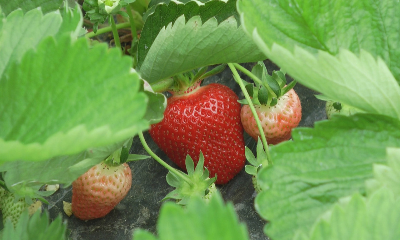 KILOGRAM PREKO 10 EVRA Zavrteće vam se u glavi od cena prvih jagoda na pijacama