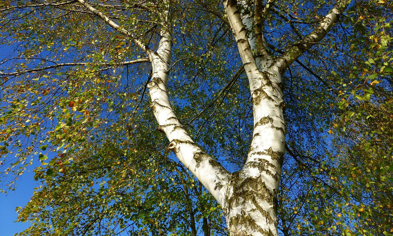 STABLO PALO NA AUTOMOBIL U BEOGRADU Samo nekoliko sekundi pre pada tim putem prošla žena sa detetom (VIDEO)