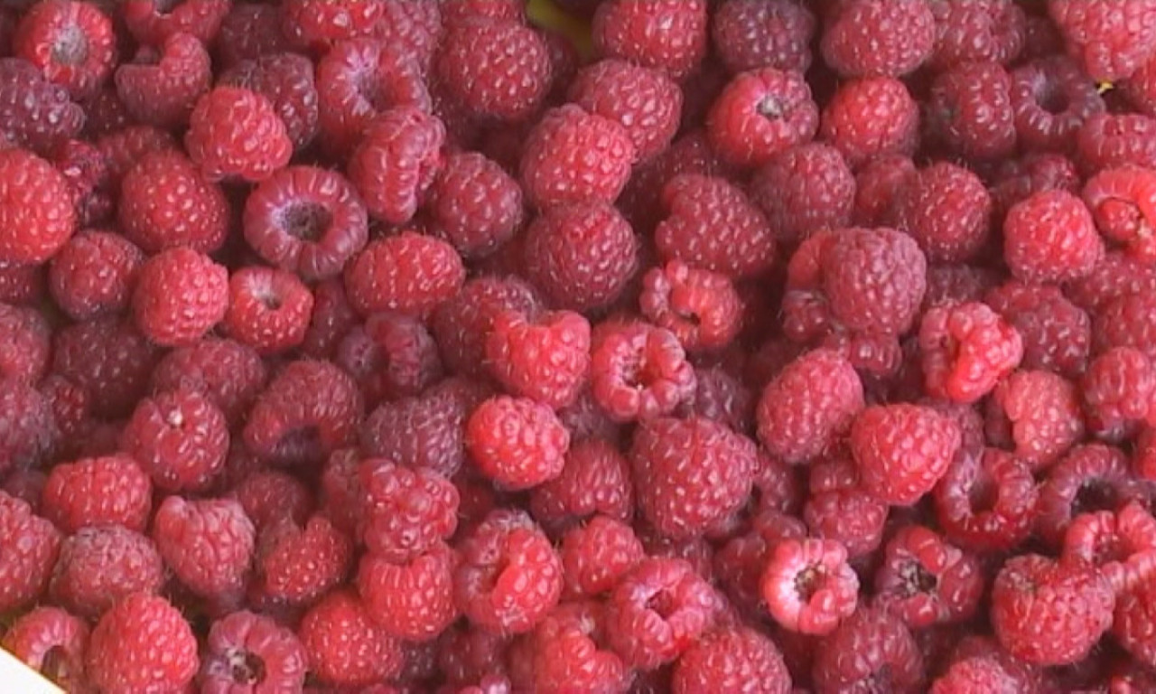 MALINARIMA će da se STANJI novčanik: Cena i rod CRVENOG ZLATA ove godine ne obećavaju