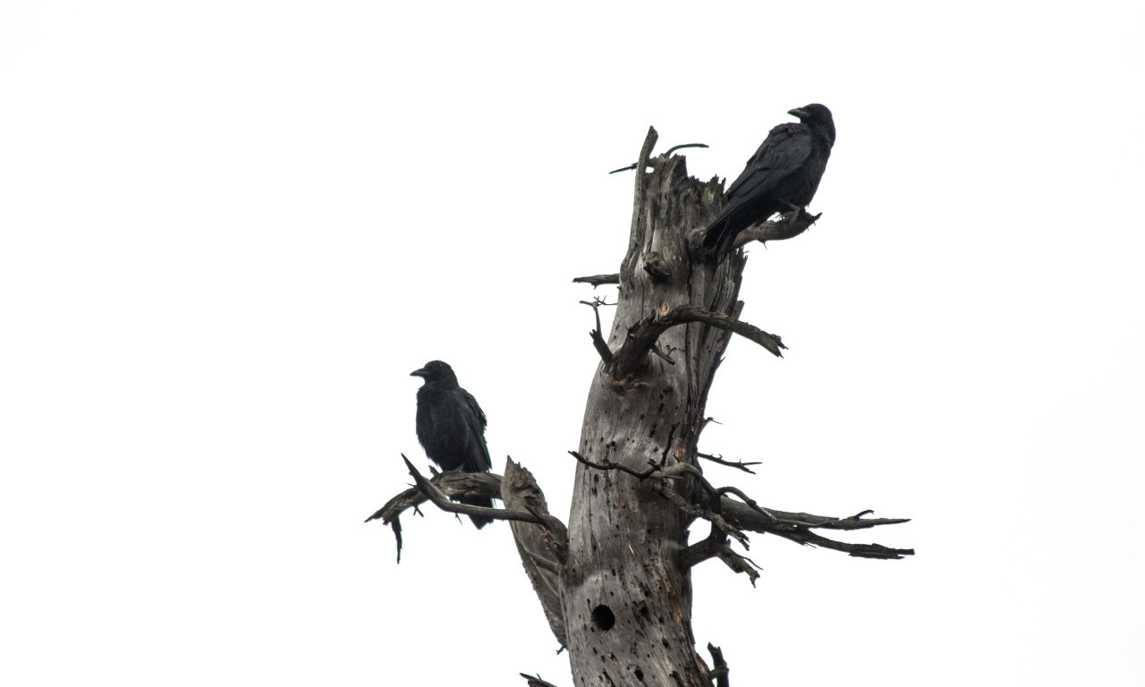 VIRUS ZAPADNOG NILA PONOVO PRETI! Otkriven kod uginulih vrana, stručnjaci upozoravaju građane