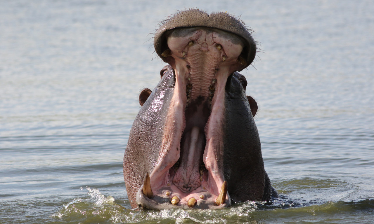 NILSKI konj prevrnuo BROD: U reci prepunoj KROKODILA nestalo 23 ljudi, nastradalo i DETE