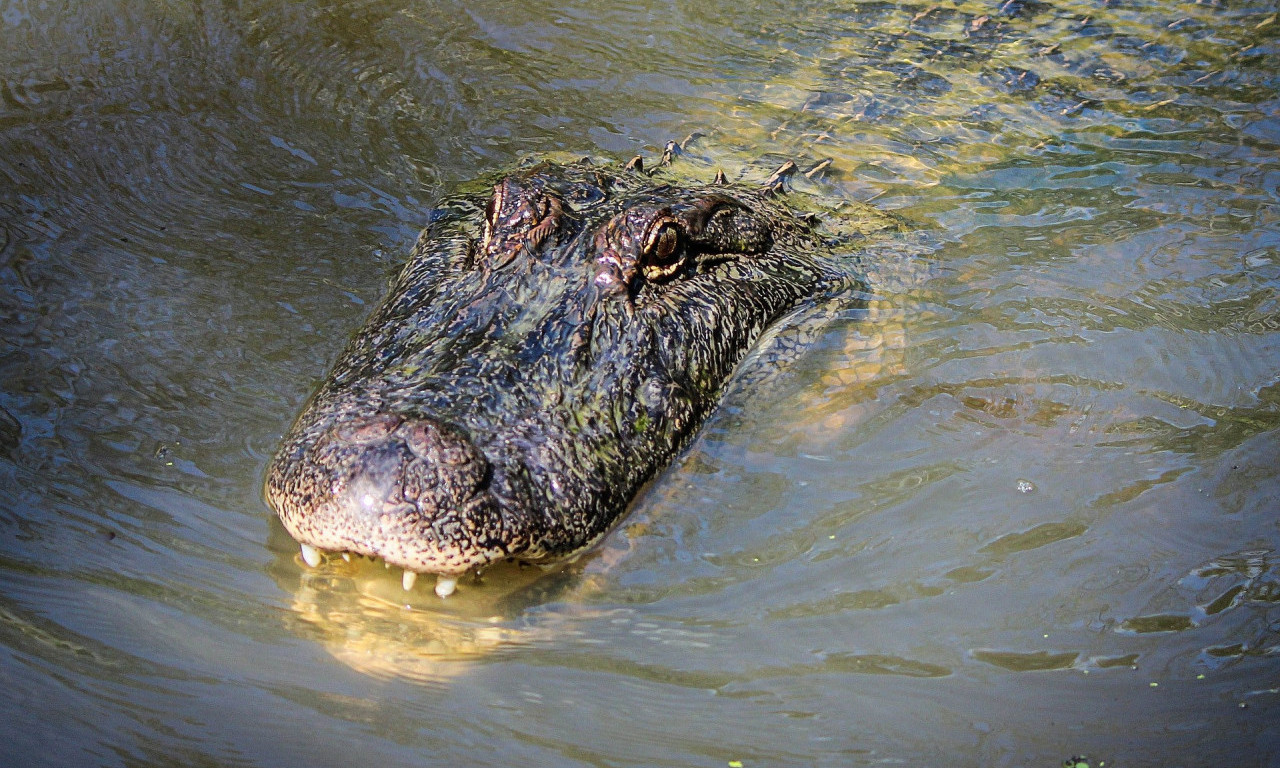 NEVERICA! Petoro preživelo 36 sati u močvari punoj aligatora nakon avionske nesreće - među njima i dete