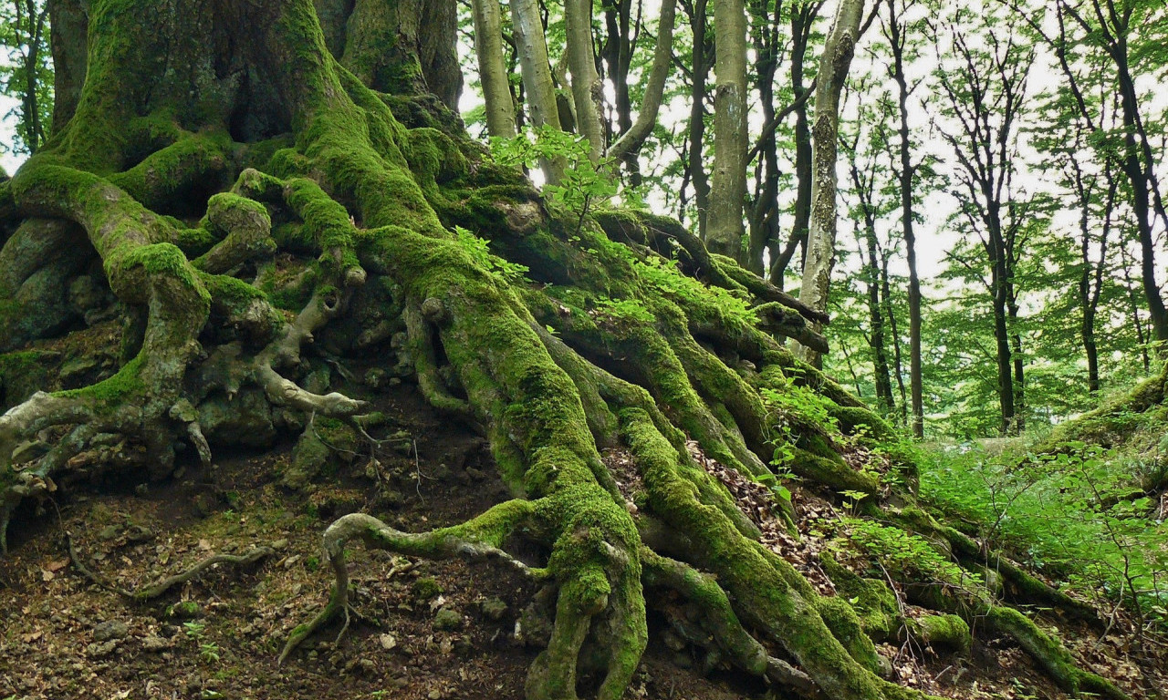 TREBA LI SVET DA SE PLAŠI? Pronađena dva neidentifikovana objekta, jedan sakriven duboko u šumi - evo na šta se sumnja
