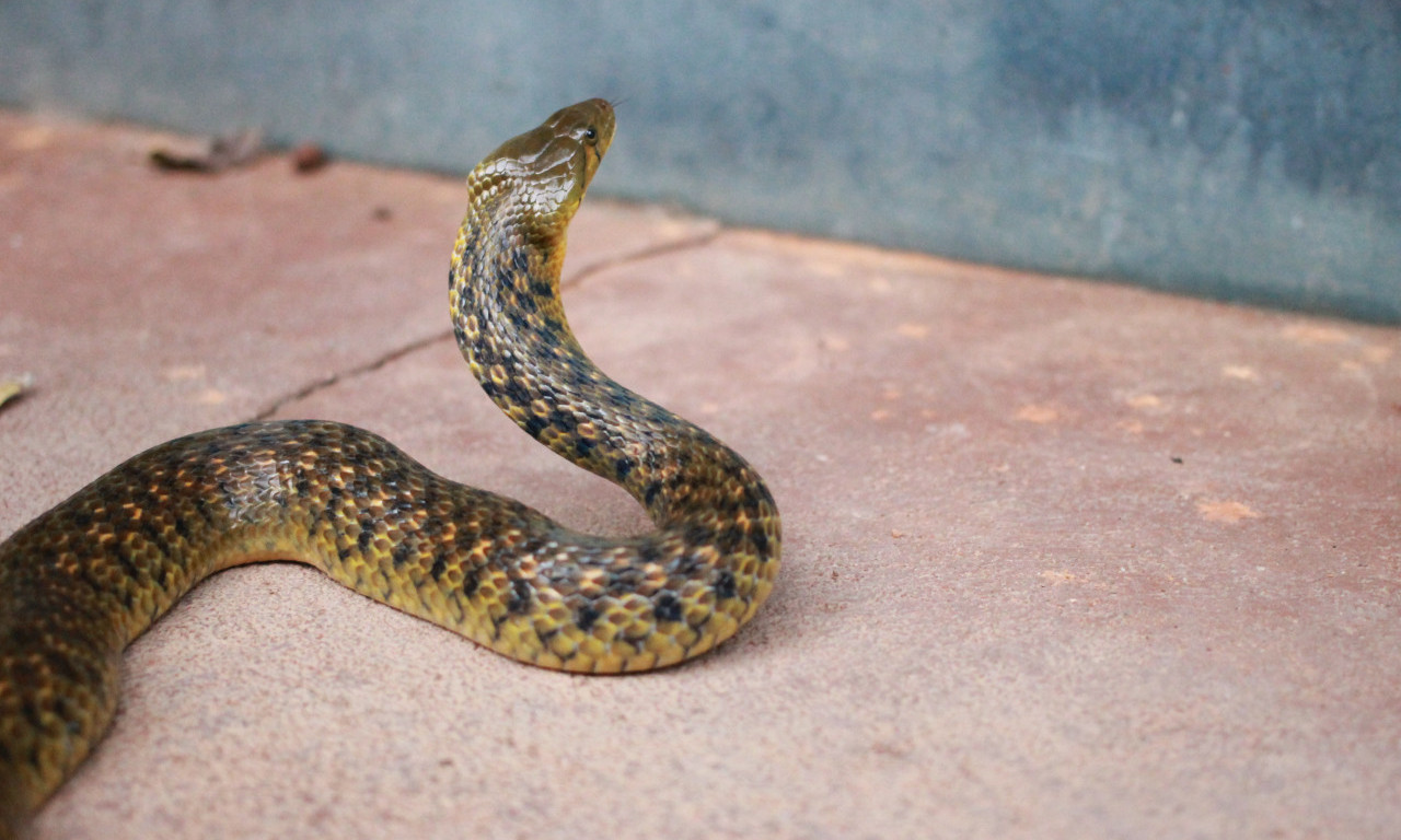 UZNEMIRUJUĆE SCENE NA AUTOBUSKOJ STANICI Ljudi videli zmiju, pa uradili nešto zabranjeno