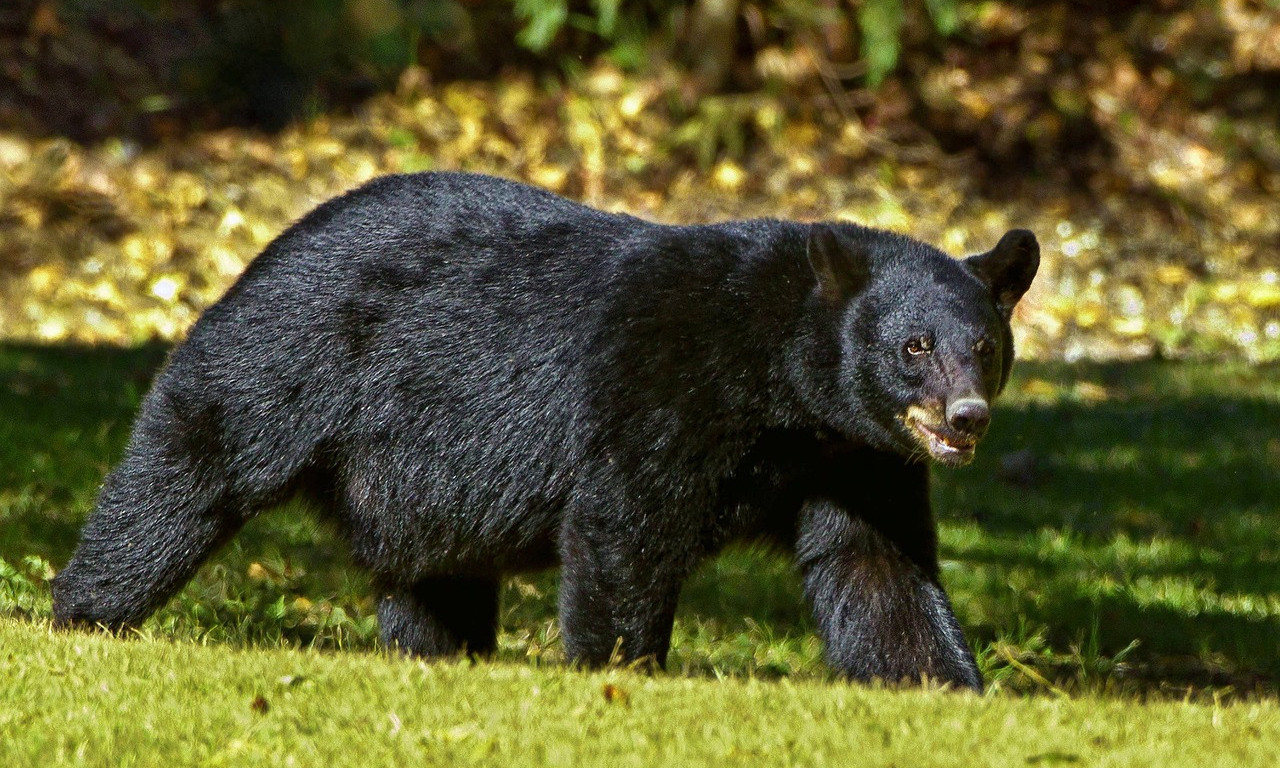 NE DIRAJ MEDU DOK SPAVA: Osoba kažnjena jer je brodskom sirenom za maglu u Norveškoj probudila medveda