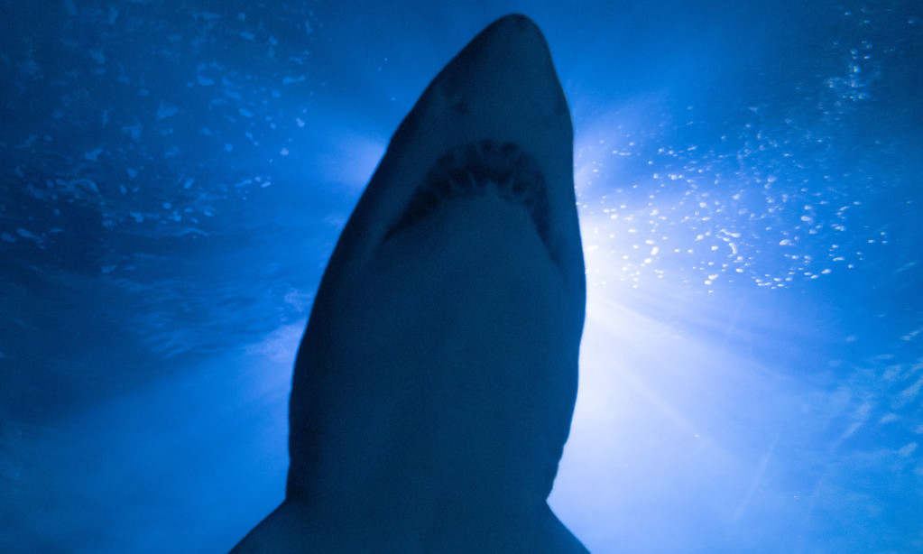 KUPALI SE NA JADRANU, A ONDA SE POJAVILA AJKULA OD 3 METRA! Pljušte reakcije na snimak: Odgrizao ju je pola! (VIDEO)