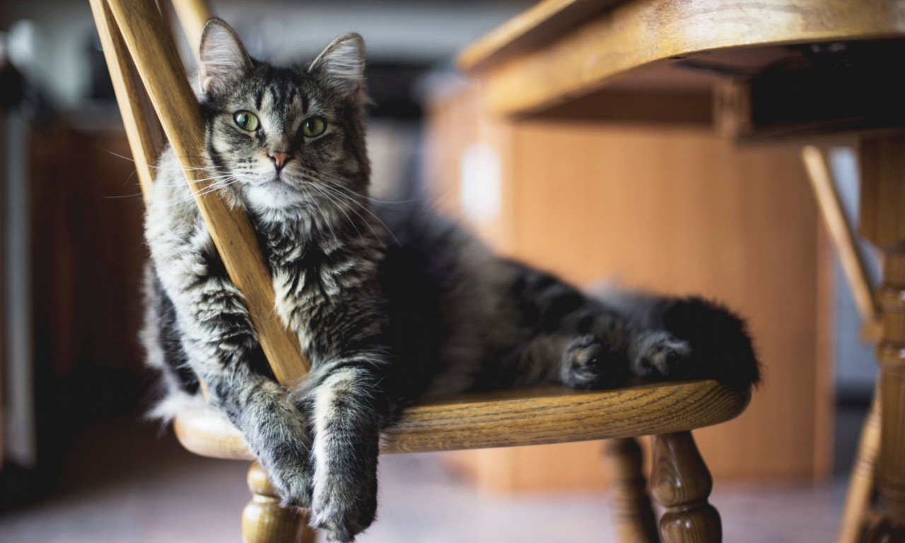 DA LI ZNATE kako postajete ŽRTVA MANIPULACIJE svoje mačke?