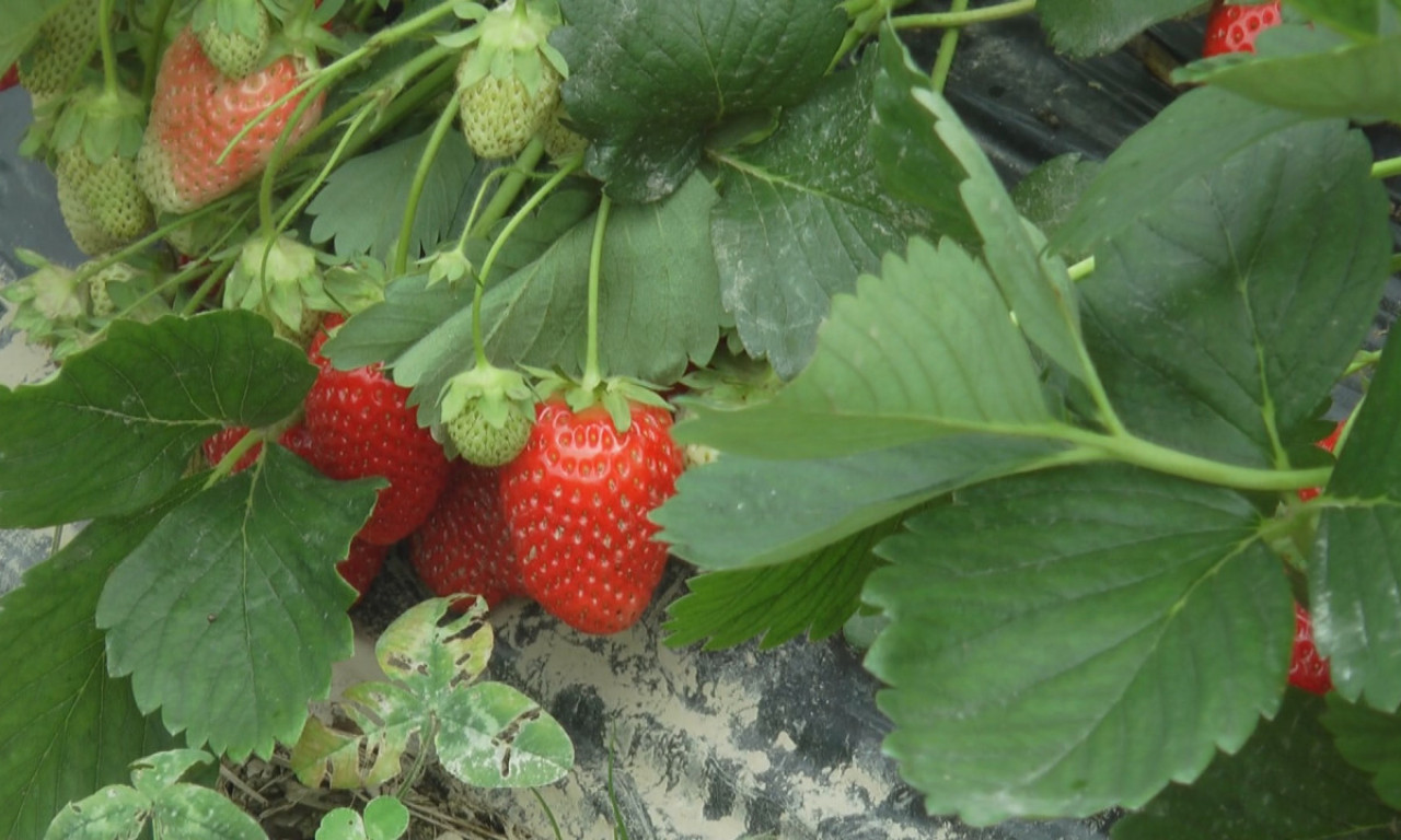 NE BACAJTE PETELJKE OD JAGODA Evo zašto ih treba čuvati kao oči u glavi