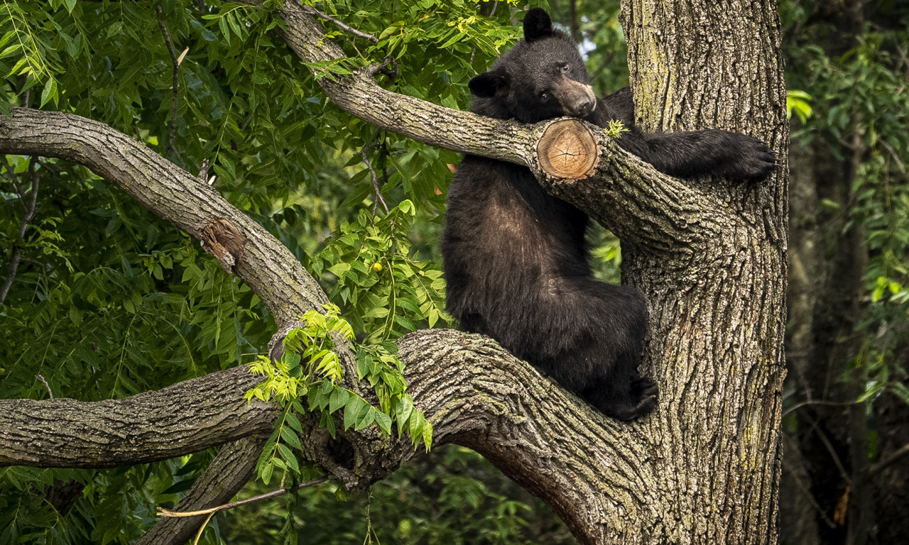 IZDATO UPOZORENJE ZBOG ZVERI NA ULICAMA Lovci iz Debra ukazali na ozbiljan rizik: "Ne trčite"