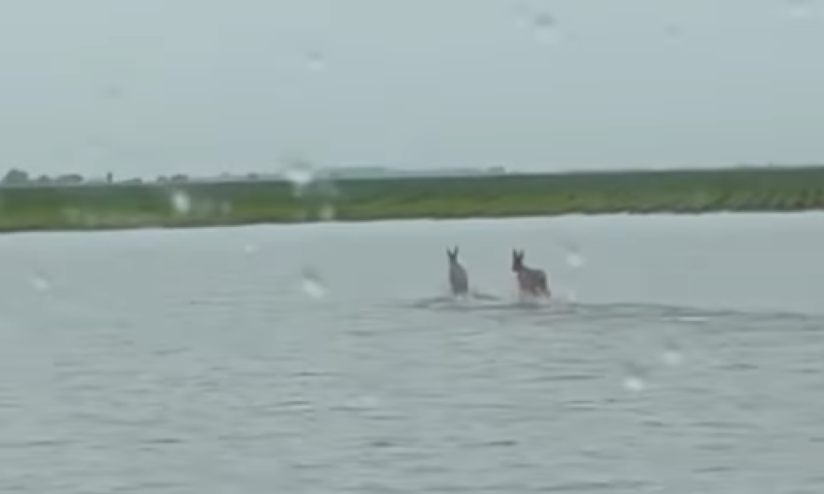 NIJE SVE TAKO SIVO: Ovakav snimak nam je DANAS BAŠ TREBAO