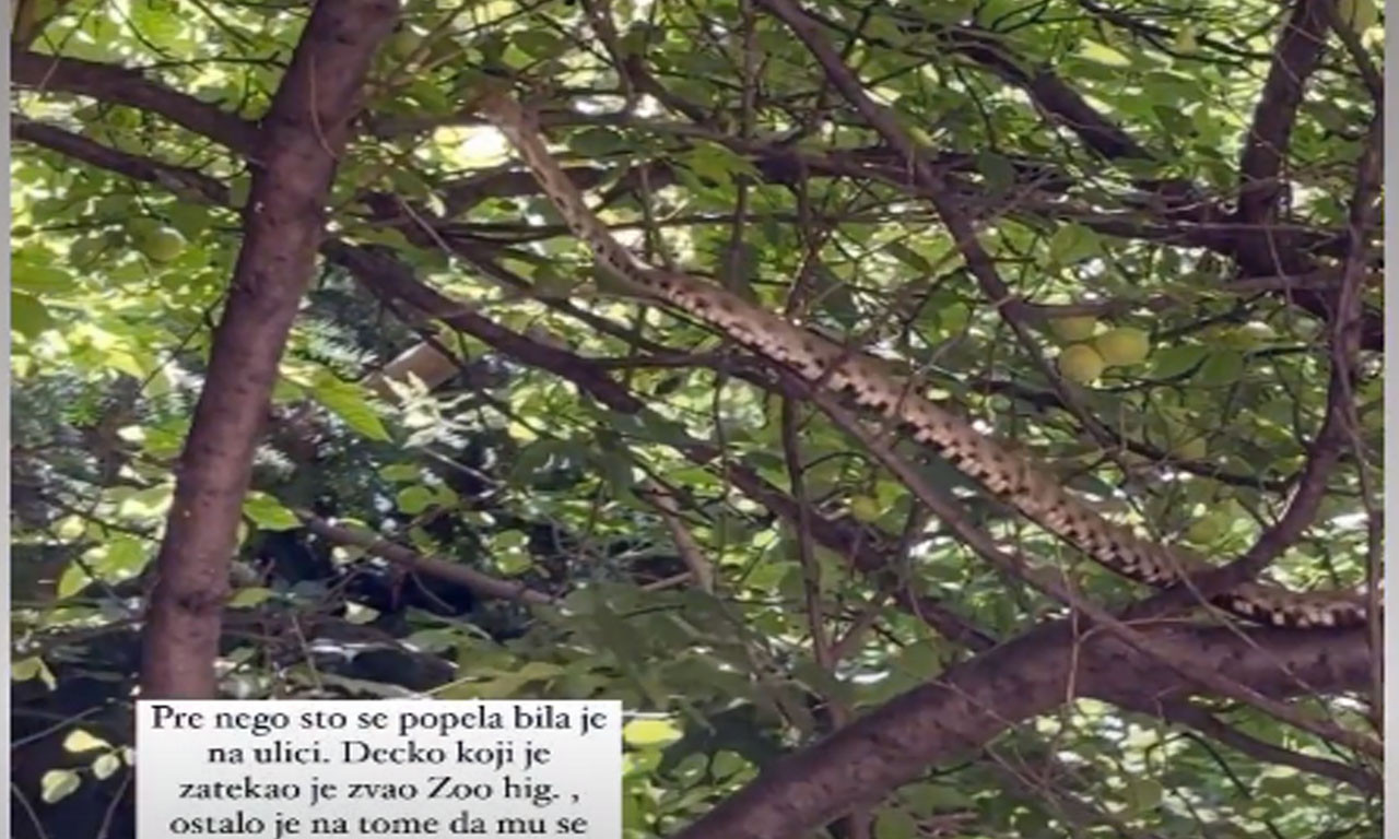Beograđani, ŠTA ĆE vas još SNAĆI: Na Vračaru PANIKA, velika ZMIJA snimljena na drvetu