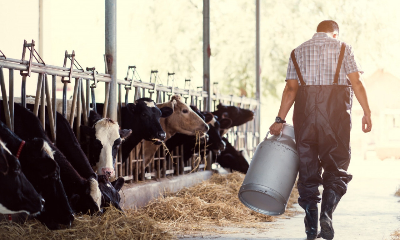 ZARAZNE BOLESTI KUCAJU NA VRATA REGIONA Šta to znači za stočarstvo u Srbiji? (FOTO)