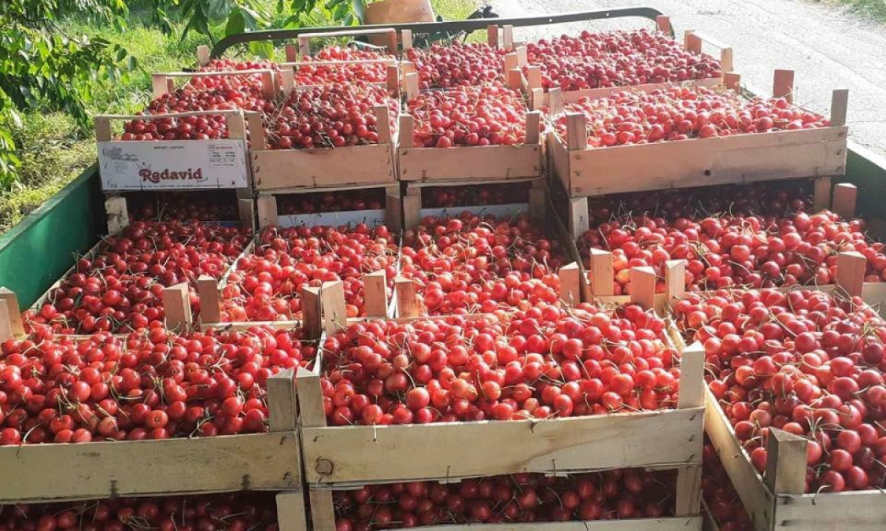 KILOGRAM TREŠANJA 1.500 DINARA: Zašto je to tako?!