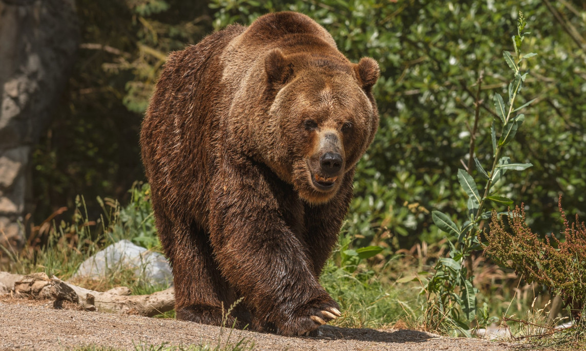 OBEDSKA BARA POD OPSADOM Mrki medved sišao sa Cera, stiglo hitno upozorenje za građane!
