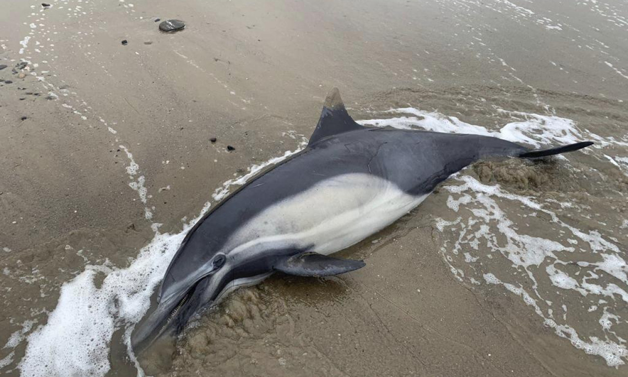 LOŠE IM SE PIŠE: Crnomorskim delfinima možda će biti potrebno do 50 godina za obnovu populacije
