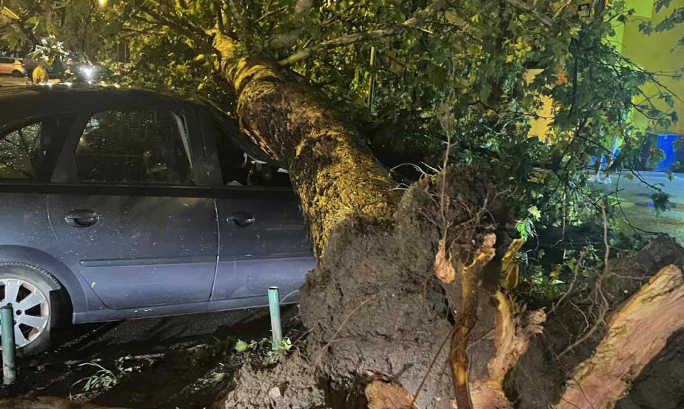 NEVREME U PANČEVU LOMI DRVEĆE Zastrašujuć prizor - na više mesta stabla blokirala put (FOTO+VIDEO)