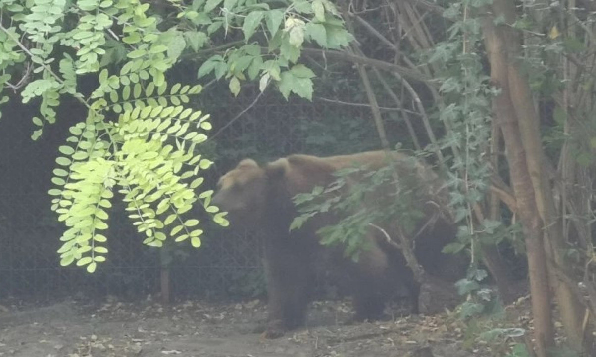 NAJZAD i jedna DAMA među krupnim MUŽJACIMA: U Nacionalnom parku TARA markirana medvedica JELISAVETA