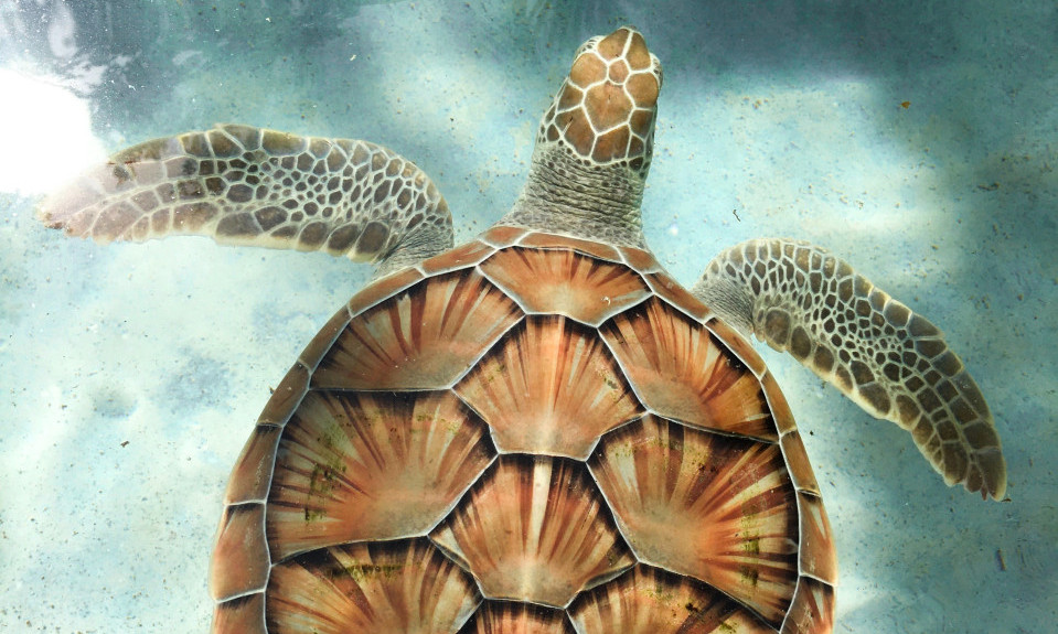 Osetila sam BOL, nisam znala šta me je SNAŠLO: Ispovest ŽENE koju je na Jadranu ujela KORNJAČA