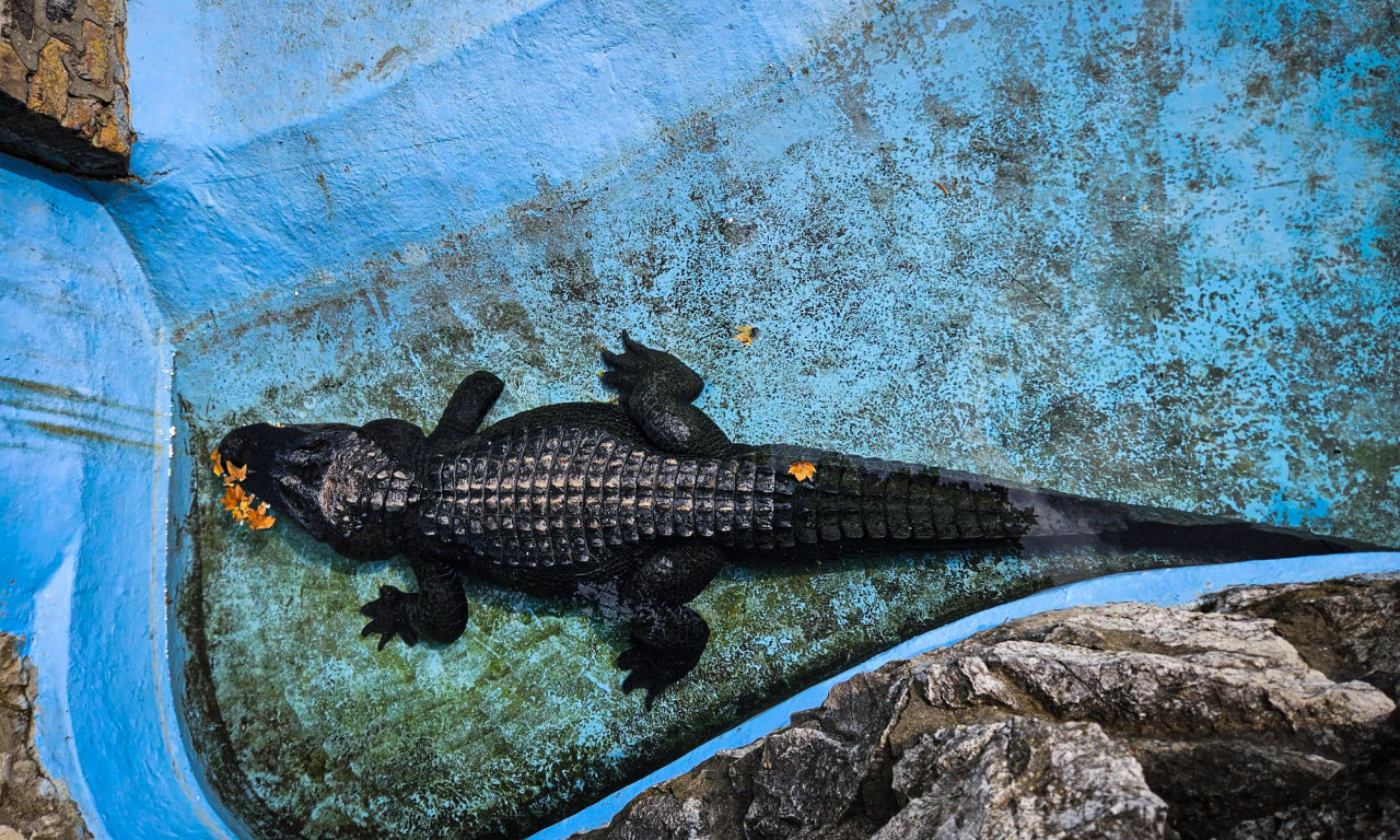 MI NJEGA GLEDAMO, on nas posmatra: Ovo je NEVEROVATNA priča o beogradskom Muji, NAJSTARIJEM ALIGATORU NA SVETU