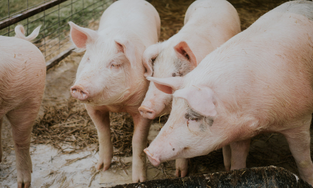 EUTANAZIRANO 31.400 svinja, ali AFRIČKA KUGA polako popušta: Zaraza već ODJAVLJENA u 10 mesta