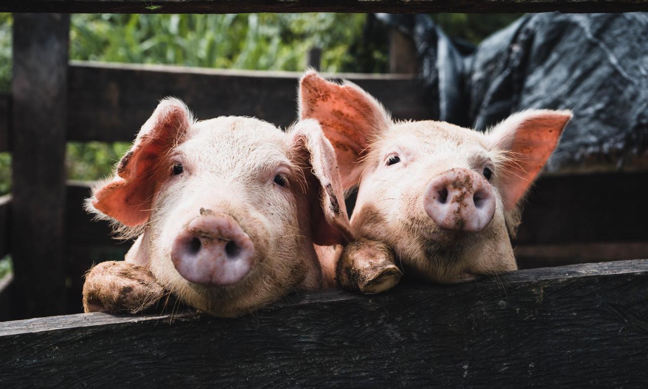 Više od 120 svinja eutanizovano na FARMI u Kragujevcu zbog AFRIČKE KUGE